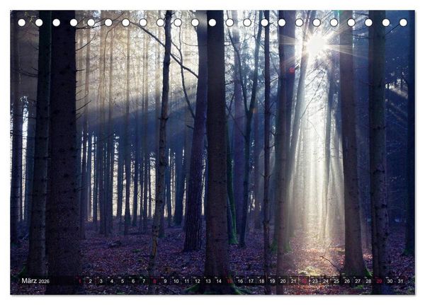 Produktbild: Erleuchtung im Wald (Tischkalender 2026 DIN A5 quer), CALVENDO Monatskalender