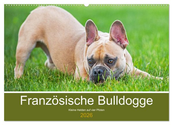 Französische Bulldogge - Kleine Helden auf vier Pfoten (Wandkalender 2026 DIN A2 quer), CALVENDO Monatskalender