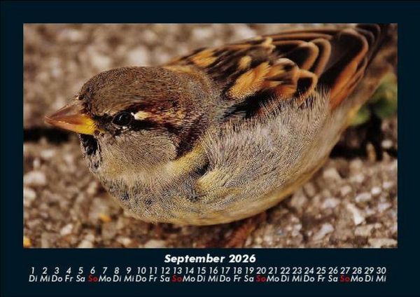 Produktbild: Welt der V&ouml;gel 2026 Fotokalender DIN A5