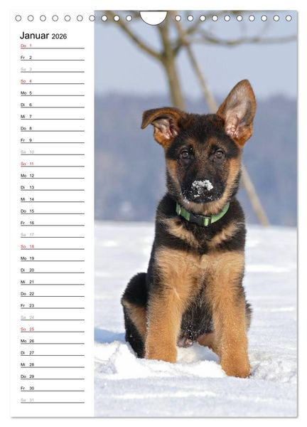 Produktbild: Deutscher Sch&auml;ferhund - unser bester Freund (Wandkalender 2026 DIN A4 hoch), CALVENDO Monatskalender