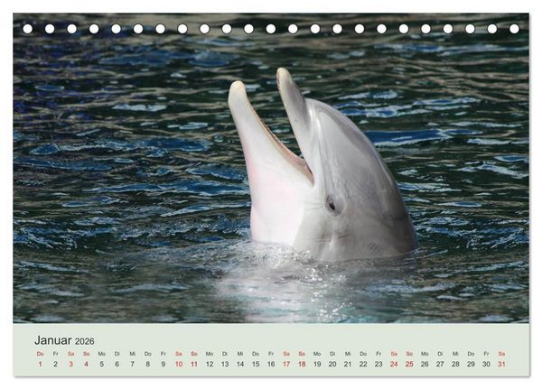 Produktbild: Die Welt der Delphine (Tischkalender 2026 DIN A5 quer), CALVENDO Monatskalender