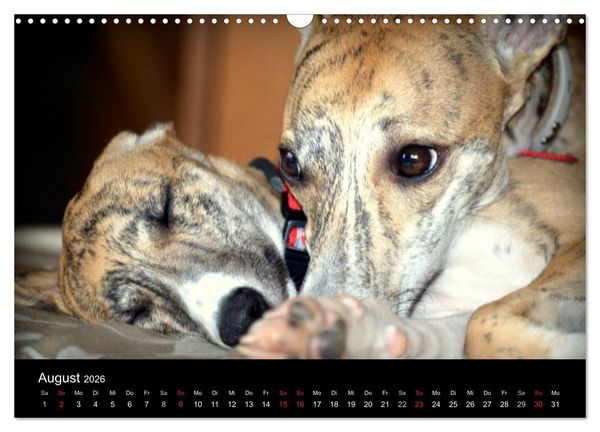 Produktbild: Whippet 2026 (Wandkalender 2026 DIN A3 quer), CALVENDO Monatskalender