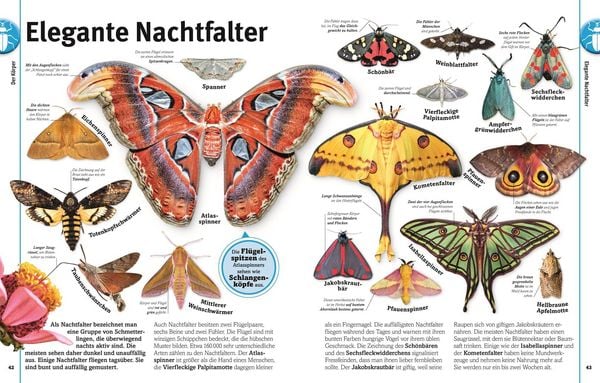 Produktbild: Unsere Welt in 1000 Bildern. Insekten