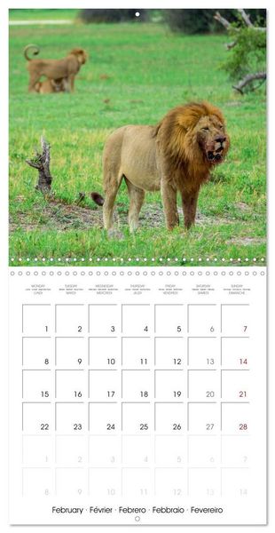 Produktbild: CATS OF AFRICA (Wall Calendar 2027 12 &times; 12 Inch) CALVENDO 12 Month Wall Calendar