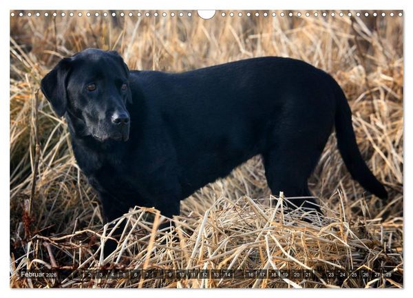 Produktbild: Labrador Retriever - Jagdhund mit Charme (Wandkalender 2026 DIN A3 quer), CALVENDO Monatskalender