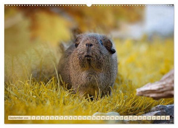 Produktbild: MEERSCHWEINCHEN neugierig - s&uuml;&szlig; - liebenswert (Wandkalender 2026 DIN A2 quer), CALVENDO Monatskalender