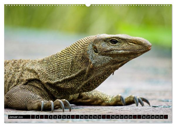 Produktbild: Singapurs Tierwelt (hochwertiger Premium Wandkalender 2026 DIN A2 quer), Kunstdruck in Hochglanz
