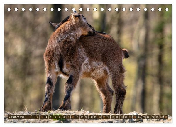Produktbild: Im Ziegenkindergarten (Tischkalender 2027 DIN A5 quer), CALVENDO Monatskalender