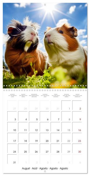 Produktbild: Sweet GUINEA PIGS (Wall Calendar 2026 12 &times; 12 Inch) CALVENDO 12 Month Wall Calendar