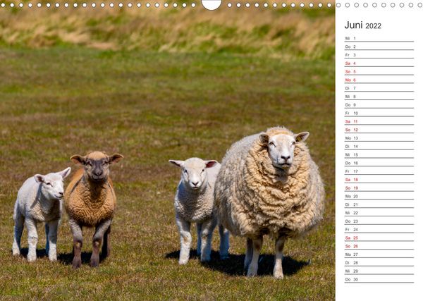 Produktbild: Deichschafe (Wandkalender 2022 DIN A3 quer)