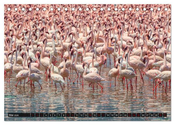 Produktbild: Auf Safari in Kenia 2026 (Tischkalender 2026 DIN A5 quer), CALVENDO Monatskalender