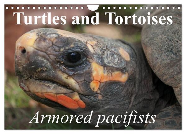 Turtles and Tortoises - Armored pacifists (Wall Calendar 2026 DIN A4 landscape), CALVENDO 12 Month Wall Calendar