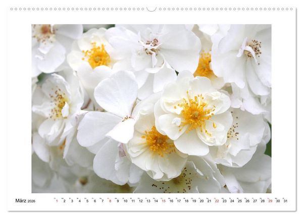 Produktbild: Rosengl&uuml;ck (hochwertiger Premium Wandkalender 2026 DIN A2 quer), Kunstdruck in Hochglanz