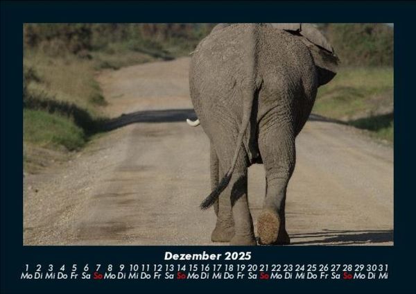 Produktbild: Der Elefantenkalender 2025 Fotokalender DIN A5
