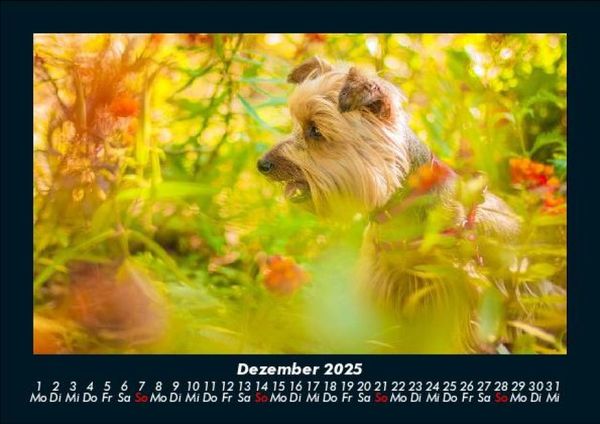 Produktbild: Blumenkalender 2025 Fotokalender DIN A5