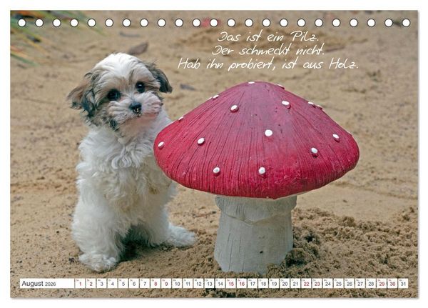 Produktbild: Hallo, ich bin Lilly (Tischkalender 2026 DIN A5 quer), CALVENDO Monatskalender