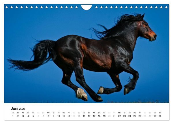 Produktbild: Pferde - Magdalena Strakova (Wandkalender 2026 DIN A4 quer), CALVENDO Monatskalender