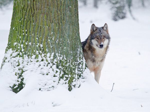 Produktbild: CALVENDO Puzzle Wolf im Winter 1000 Teile Lege-Gr&ouml;&szlig;e 64 x 48 cm Foto-Puzzle Bild von Wilfried Martin