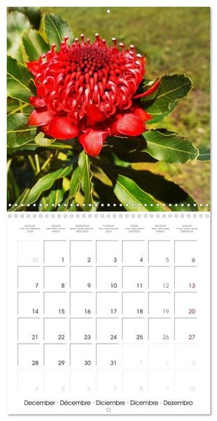 Produktbild: Madeira, Beauty of Nature (Wall Calendar 2026 12 &times; 12 Inch) CALVENDO 12 Month Wall Calendar