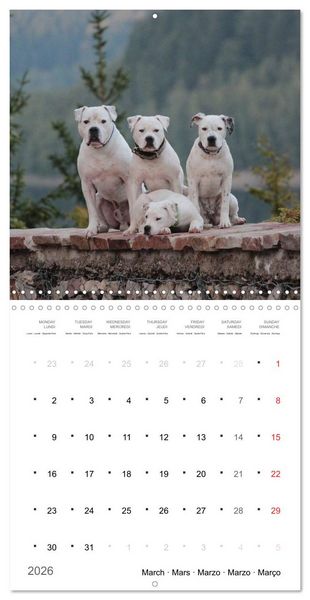 Produktbild: American Bulldog (Wall Calendar 2026 12 &times; 12 Inch) CALVENDO 12 Month Wall Calendar