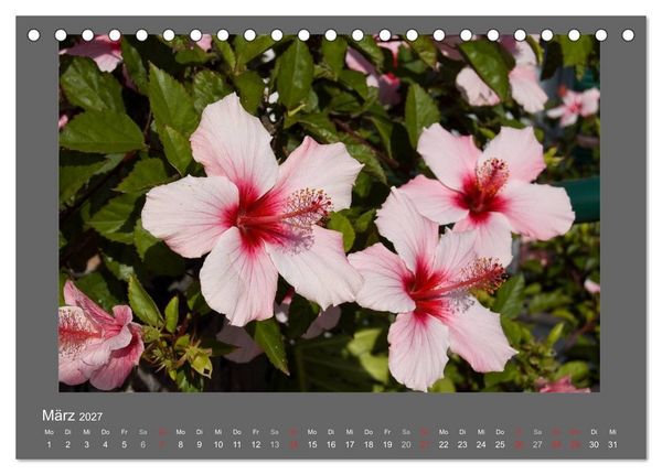 Produktbild: Madeiras Blumenwelt (Tischkalender 2027 DIN A5 quer), CALVENDO Monatskalender