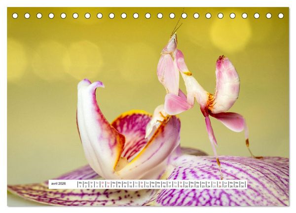 Produktbild: La Mante Orchid&eacute;e (Calendrier de bureau 2026 DIN A5 vertical), CALVENDO calendrier mensuel