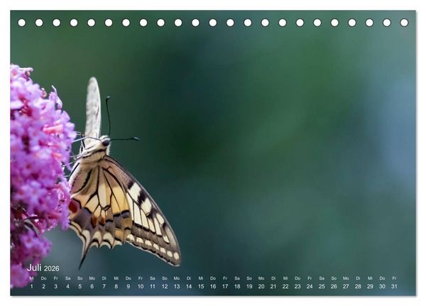Produktbild: Eine Safari im Garten (Tischkalender 2026 DIN A5 quer), CALVENDO Monatskalender