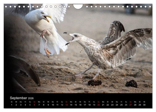 Produktbild: Spontane Fotografie - M&ouml;wen (Wandkalender 2026 DIN A4 quer), CALVENDO Monatskalender