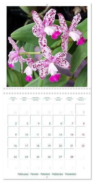 Produktbild: Orchid&eacute;es fantastiques (Calendrier mural carr&eacute; 2026 30x30 cm) Calendrier double avec une page pour vos prises de notes