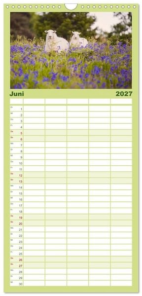 Produktbild: Familienplaner 2027 - Schafe - Weich und wollig mit 5 Spalten (Wandkalender, 21 x 45 cm) CALVENDO