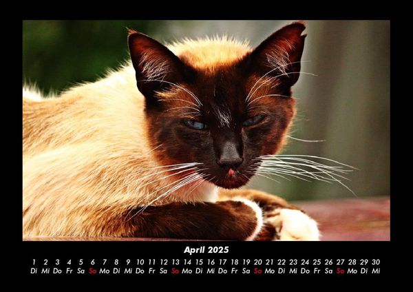 Produktbild: F&uuml;r Katzenfreunde 2025 Fotokalender DIN A3