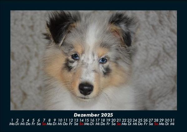 Produktbild: Hundezauber 2025 Fotokalender DIN A5