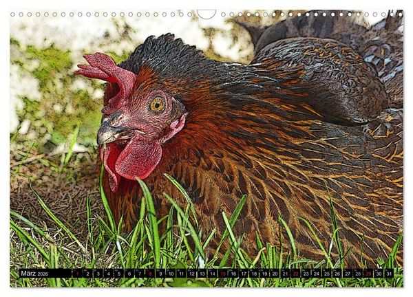 Produktbild: Die H&uuml;hner sind los! (Wandkalender 2026 DIN A3 quer), CALVENDO Monatskalender