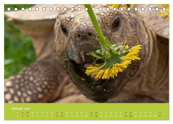 Produktbild: Meine Schildkr&ouml;ten (Tischkalender 2026 DIN A5 quer), CALVENDO Monatskalender