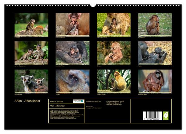 Produktbild: Affen - Affenkinder (hochwertiger Premium Wandkalender 2026 DIN A2 quer), Kunstdruck in Hochglanz