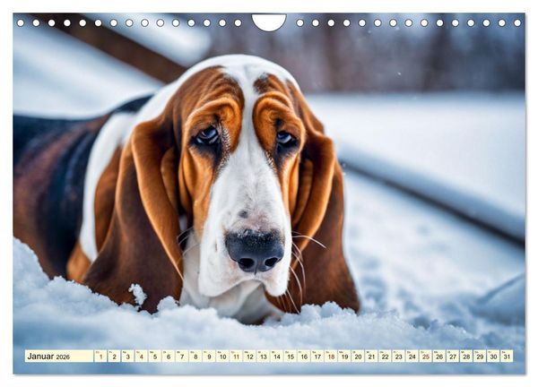 Produktbild: Basset Hound - unverkennbar (Wandkalender 2026 DIN A4 quer), CALVENDO Monatskalender