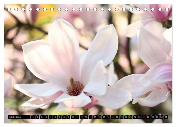 Produktbild: Magnolias en fleur (Calendrier de bureau 2026 DIN A5 vertical), CALVENDO calendrier mensuel