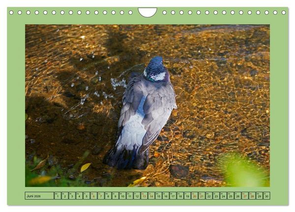 Produktbild: Faszination Stadtpark Odense (Wandkalender 2026 DIN A4 quer), CALVENDO Monatskalender