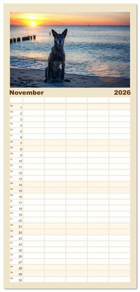 Produktbild: Familienplaner 2026 - Mit dem Malinois durch das Jahr mit 5 Spalten (Wandkalender, 21 x 45 cm) CALVENDO