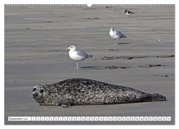 Produktbild: Helgoland - Hochseeinsel in der Nordsee (Wandkalender 2026 DIN A2 quer), CALVENDO Monatskalender
