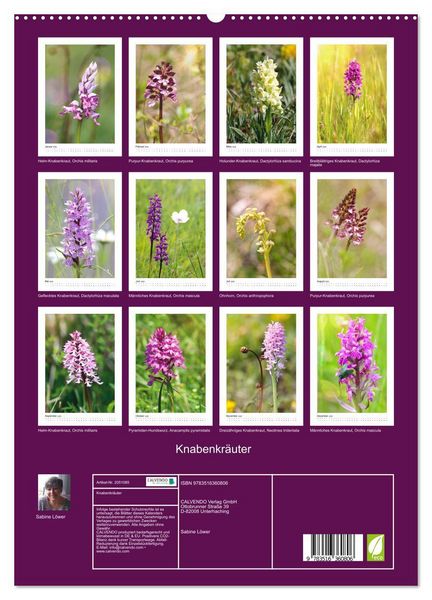 Produktbild: Knabenkr&auml;uter (hochwertiger Premium Wandkalender 2026 DIN A2 hoch), Kunstdruck in Hochglanz