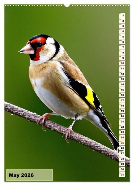 Produktbild: Colourful birds (High Quality Premium Wall Calendar 2026 DIN A2 portrait),CALVENDO 12 Month Wall Calendar