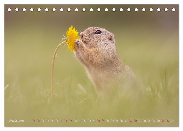 Produktbild: Zauberhafte Ziesel (Tischkalender 2026 DIN A5 quer), CALVENDO Monatskalender