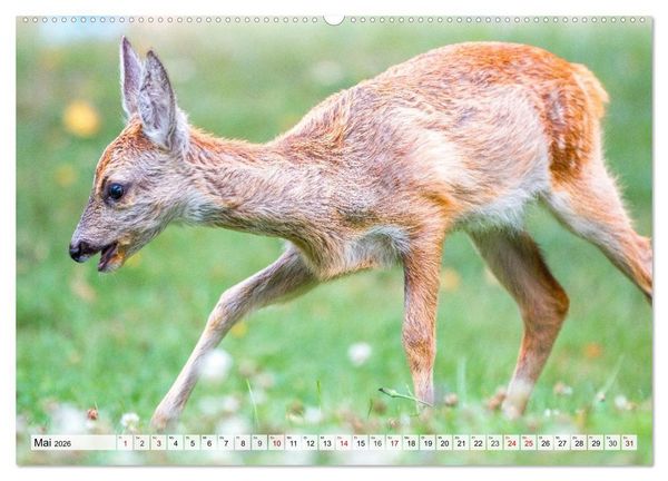Produktbild: Rehe - Sanfte Waldbewohner (hochwertiger Premium Wandkalender 2026 DIN A2 quer), Kunstdruck in Hochglanz