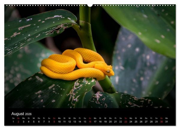 Produktbild: Costa Rica. Faszinierende Tierwelt (hochwertiger Premium Wandkalender 2026 DIN A2 quer), Kunstdruck in Hochglanz