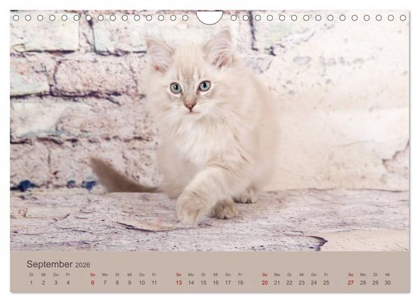 Produktbild: Flauschige Ragdoll Kitten (Wandkalender 2026 DIN A4 quer), CALVENDO Monatskalender