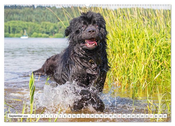 Produktbild: Neufundl&auml;nder - Das Wasser ist ihr Element (Wandkalender 2026 DIN A2 quer), CALVENDO Monatskalender