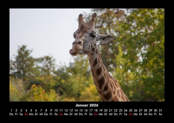 Produktbild: Giraffen 2026 Fotokalender DIN A3