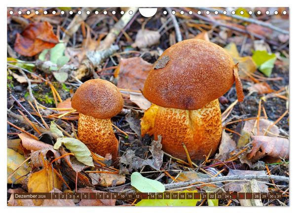 Produktbild: Herbstzeit ist Pilzezeit (Wandkalender 2026 DIN A4 quer), CALVENDO Monatskalender