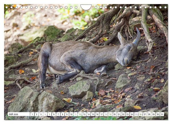 Produktbild: Steinb&ouml;cke - imposante Tiere (Wandkalender 2026 DIN A4 quer), CALVENDO Monatskalender